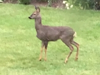 Muntjac.jpg