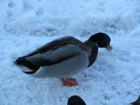 IMG_2007.JPG
