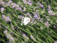 IMG_1808.JPG