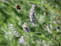 IMG_1810.JPG