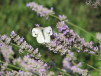 IMG_1809.JPG